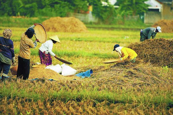 Mengelola Lahan Pertanian Secara Efektif: Kunci Sukses Dan Keberlanjutan Usaha Tani