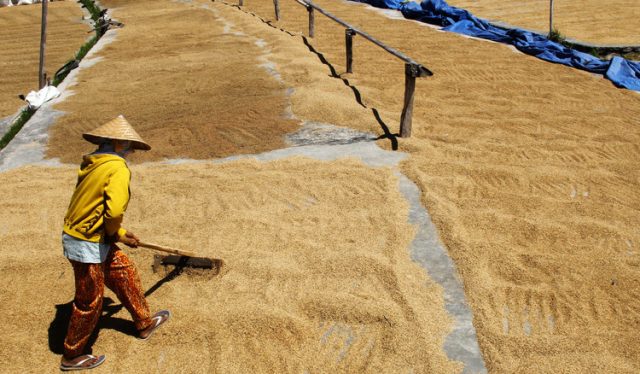 Serap Ton Gabah Petani Bulog Dongkrak Ekonomi Nasional Mediatani