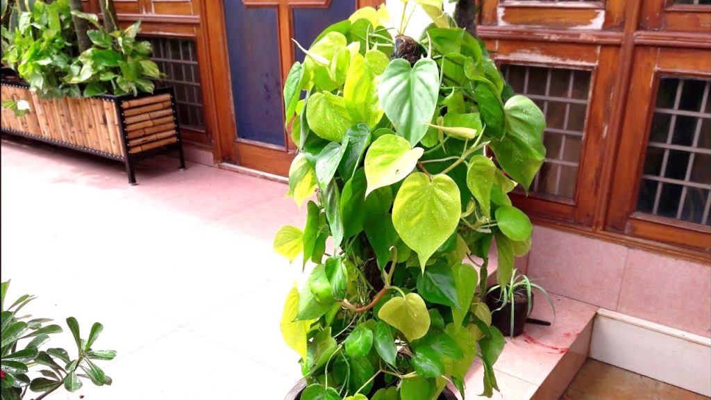 Heart Leaf Philodendron (Philodendron oxycardium)
