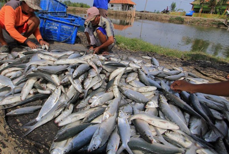 Hasil Budidaya Ikan Di Berau Mediatani