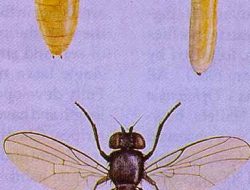 Lalat Bibit Kacang: Hama Mematikan Tanaman Kedelai Muda