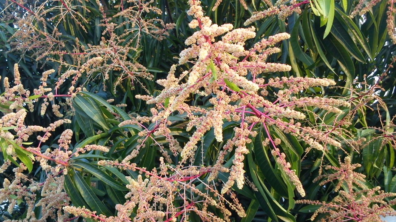  bunga mangga  Mediatani