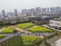 Perusahaan Chongqing Merubah Atap 10.000 Meter Persegi Jadi Lahan Pertanian