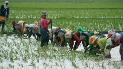 Sejumlah buruh tani wanita menanam padi di lahan sawah desa Tegalsembadra, Balongan, Indramayu, Jawa Barat, Minggu (23/2).