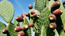 Prickly Pear Cactus 3_