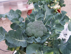 Belajar Budidaya Hidroponik Brokoli Mudah Dengan Sistem Wick (Sumbu)