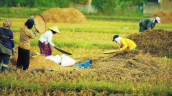 Cara Menjadi Tengkulak Hasil Pertanian Sukses yang Pro Petani