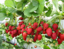 Panduan Budidaya Hidroponik Strawberry Cepat Berbuah