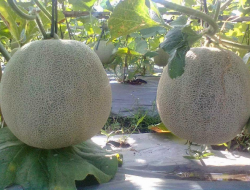 Petani Melon Sukses Buah Lebih Jumbo Nilai Jual Tinggi