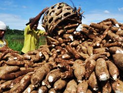 Singkong Impor Hancurkan Harapan Petani Lokal