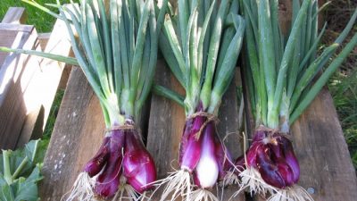 Cara Membuat Bibit Bawang Merah Dengan Umbi Dan Biji