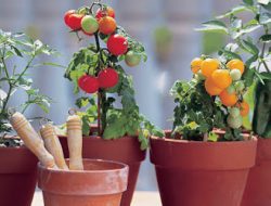 Cara Menanam Tomat Di Pot Agar Berbuah Banyak