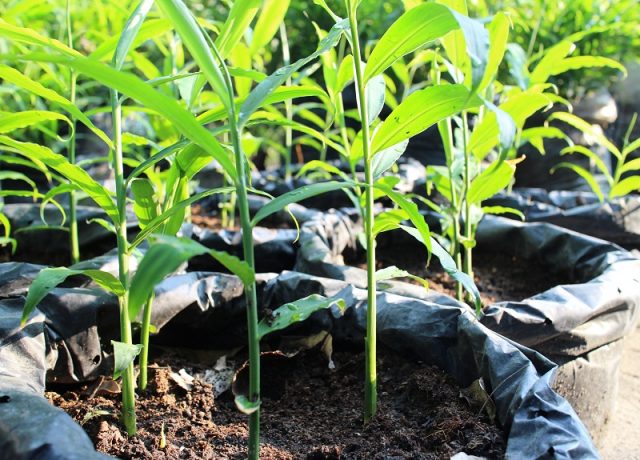  Cara  Menyemai Bibit Cabe Dalam Media Bedengan dan Polybag 