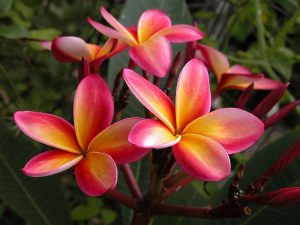 Bunga Kamboja Jenis Manfaat Dan Cara Pemeliharaannya Mediatani
