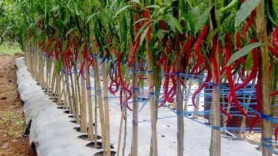 Yuk Cari Tahu Cara Merawat Tanaman Cabe Dengan Benar