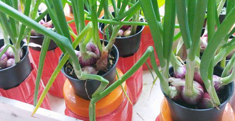 cara menanam bawang merah dalam pot