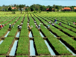 Sektor Pertanian Indonesia Di Mata Dunia