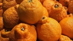jeruk dekopon ciwidey, jeruk dekopon lembang, jeruk dekopon dalam pot, jeruk dekopon harga, jeruk dekopon dataran rendah, jeruk dekopon tabulampot, jeruk dekopon adalah, jeruk dekopon di dataran rendah, jeruk dekopon, asal jeruk dekopon, bibit jeruk dekopon, budidaya jeruk dekopon, benih jeruk dekopon, ciri jeruk dekopon, foto jeruk dekopon, jeruk dekopon jepang,