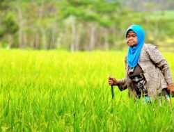 Bonus Demografi: Akhir dari Pertanian Indonesia