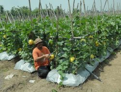 Petani Teluknaga Berhasil Budidaya Melon
