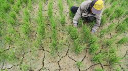 Buruh tani mencabut rumput di sela-sela tanaman padi sawah yang kekurangan air di Desa Porame, Kinovaro, Sulawesi Tengah, Kamis (17/4).