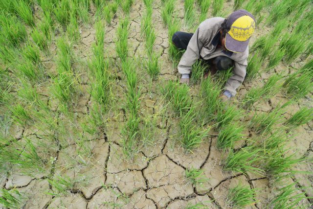  Kekurangan  Air  Petani Manokwari Tunda Tanam PadiMediatani 