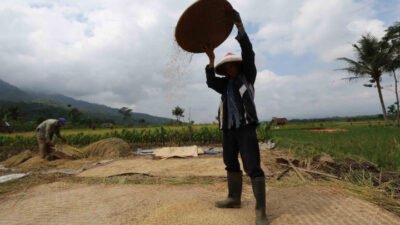 Benih Terbatas, Petani Aceh Terancam Gagal Tanam