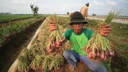 Seorang petani menunjukkan bawang merah usai panen di desa Telagasari, Kec. Lelea, Indramayu, Jawa Barat, Jumat (3/1).