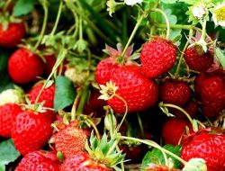 Cara Menanam Strawberry Di luar Kebiasaannya, Sukses