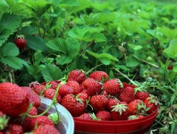 Panduan Lengkap Budidaya Tanaman Buah Strawberry