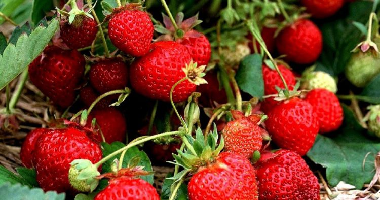 strawberry berbuah lebat