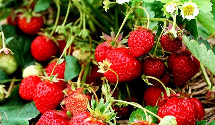 Cara Menanam Strawberry Di Luar Kebiasaannya Sukses Mediatani