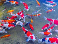 Akuaponik, Inovasi Budidaya Ikan Hias Air Tawar Kekinian