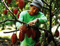 Tanaman Kakao Terancam Punah, Ilmuwan Siapkan Strategi Penyelamatan