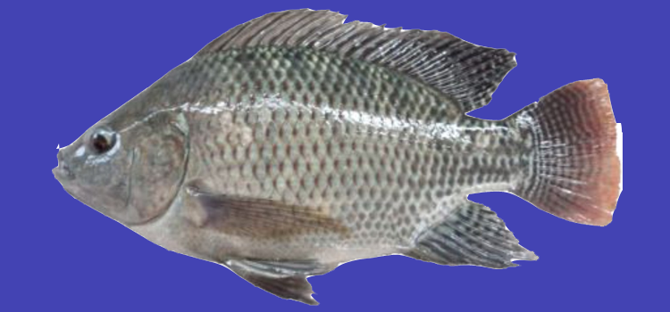 ikan nila nirwana 3