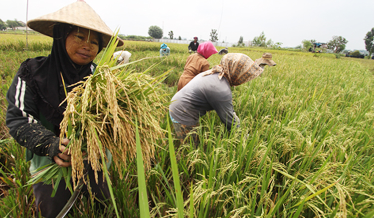 ilustrasi: ibu-ibu petani tengah memanen padi