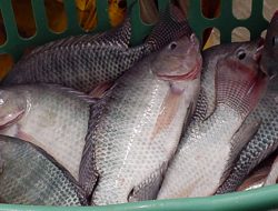 Jenis Ikan Nila Paling Berkualitas yang Bisa Dibudidayakan