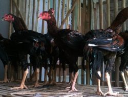 Beternak Ayam Bangkok Sebagai Ayam Pedaging, Mengapa Tidak?