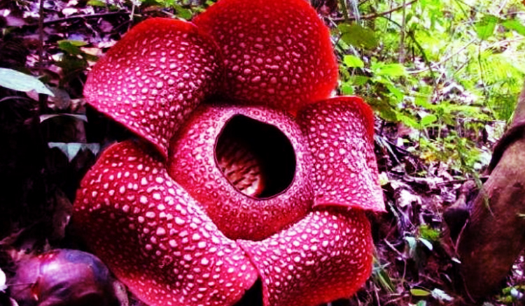 Bunga Anggrek Bulan Hutan Bunga Rafflesia Fakta di Baliknya dan Tempat Tempat yang 