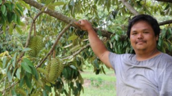 Kisah Sukses Petani Asal Malaysia Tanam Durian di Australia