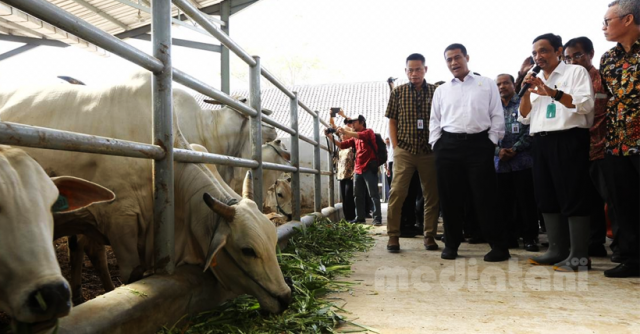 Menteri Pertanian Apresiasi Peternak Sapi Potong Di Jawa Timur