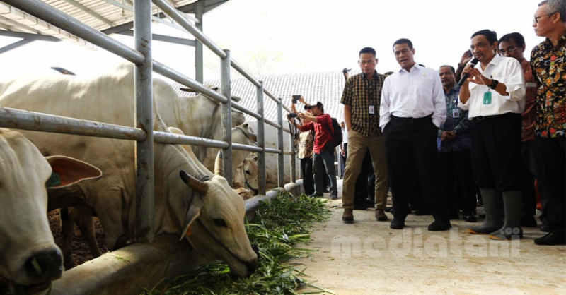 Menteri Pertanian Apresiasi Peternak Sapi Potong di Jawa Timur - Mediatani