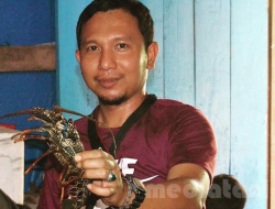 Benih Lobster Menjepit Sang Menteri
