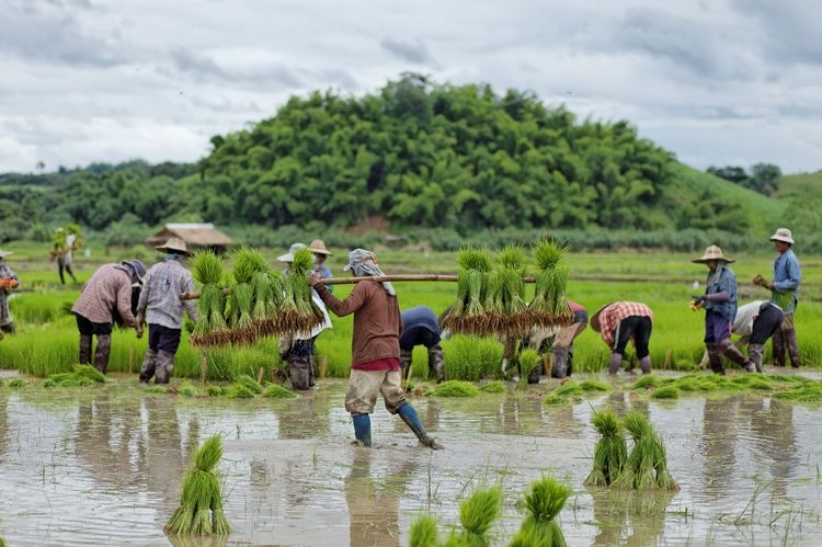 Inilah 10 Alasan Kenapa Pertanian  Indonesia  Tertinggal 