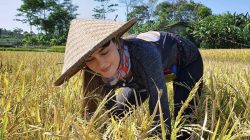 Luna Maya  sedang memanen padi (instagram)