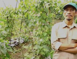 Sacha Inchi, Tanaman Asli Hutan Amazon yang Sukses dibudidayakan Petani Cianjur