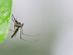 Efektif, Gunakan 6 Tanaman Ini Untuk Usir Nyamuk