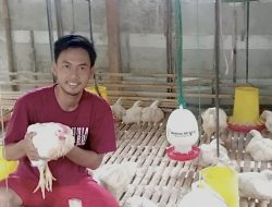 Wujudkan Pangan Sehat, Rasyid Ridho Beternak Ayam Semi Organik