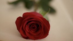 Mawar merah (pinterest)