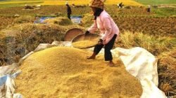 Bulog beli gabah petani sebanyak 700 ton selama pandemi Bulog beli gabah petani sebanyak 700 ton selama pandemi